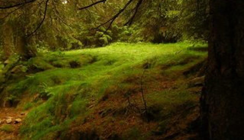 Vad är fantasy?